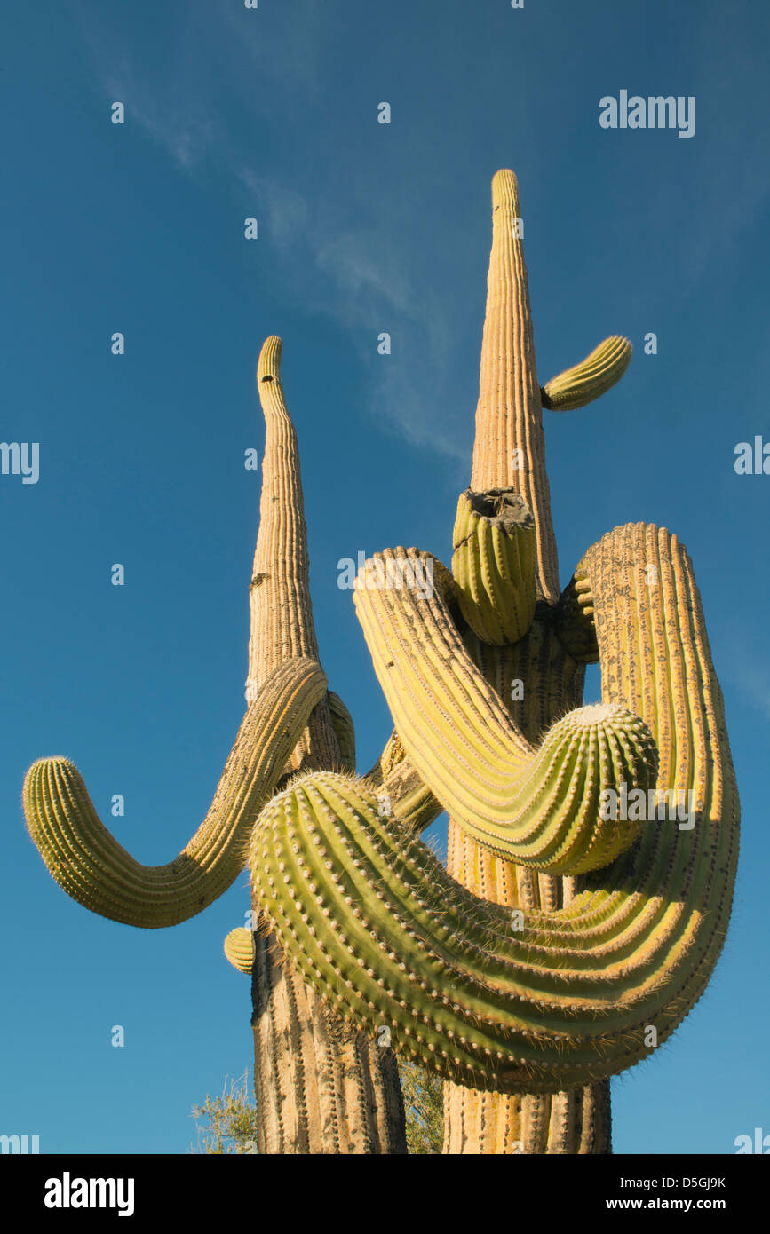 Cacto Saguaro (Carnegiea gigantea) Saguaro National Park, cerca de Tucson, Arizona, EE.UU. Foto de stock