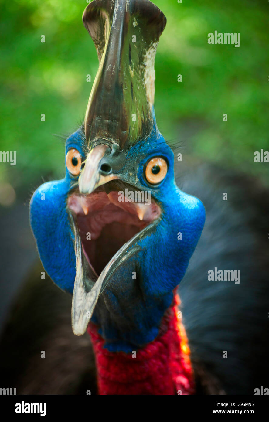 Imágenes de Australian cassowary mire a la cámara de enojo. Foto de stock