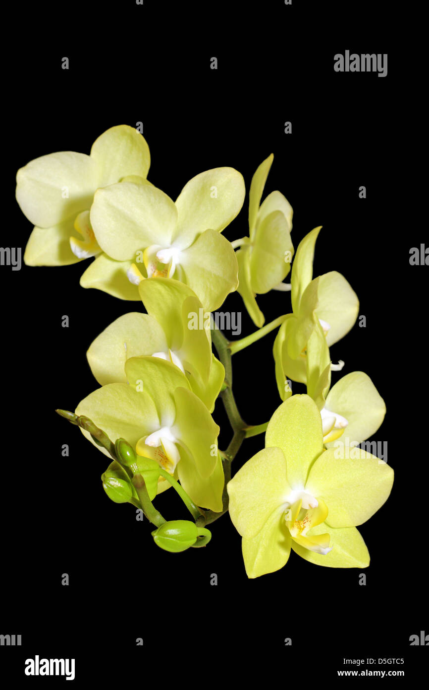 Detalle de la orquídea amarilla en flor sobre fondo oscuro Foto de stock