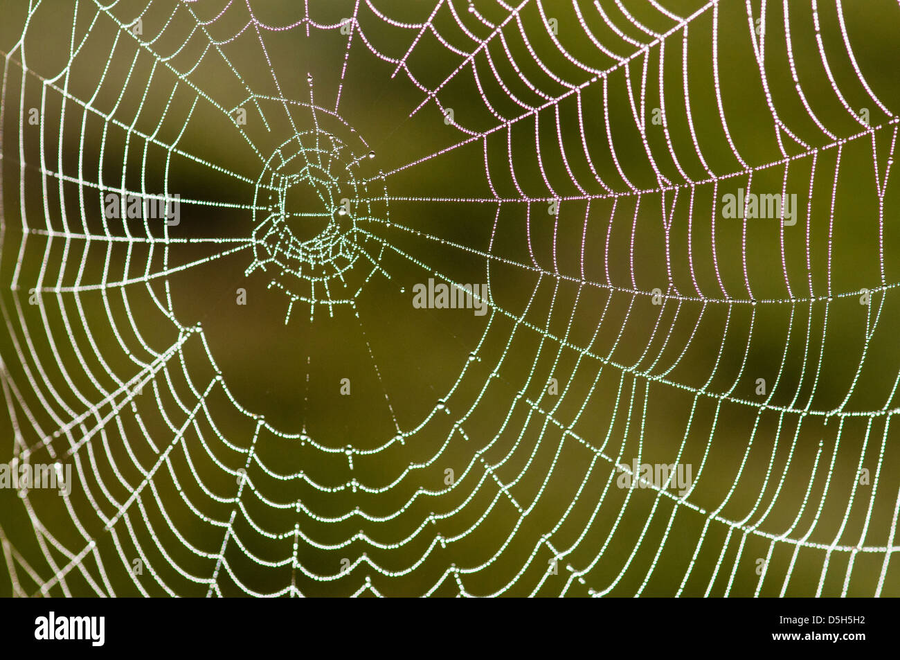 Cubierto de rocío de Orb Web (tela de araña) Foto de stock