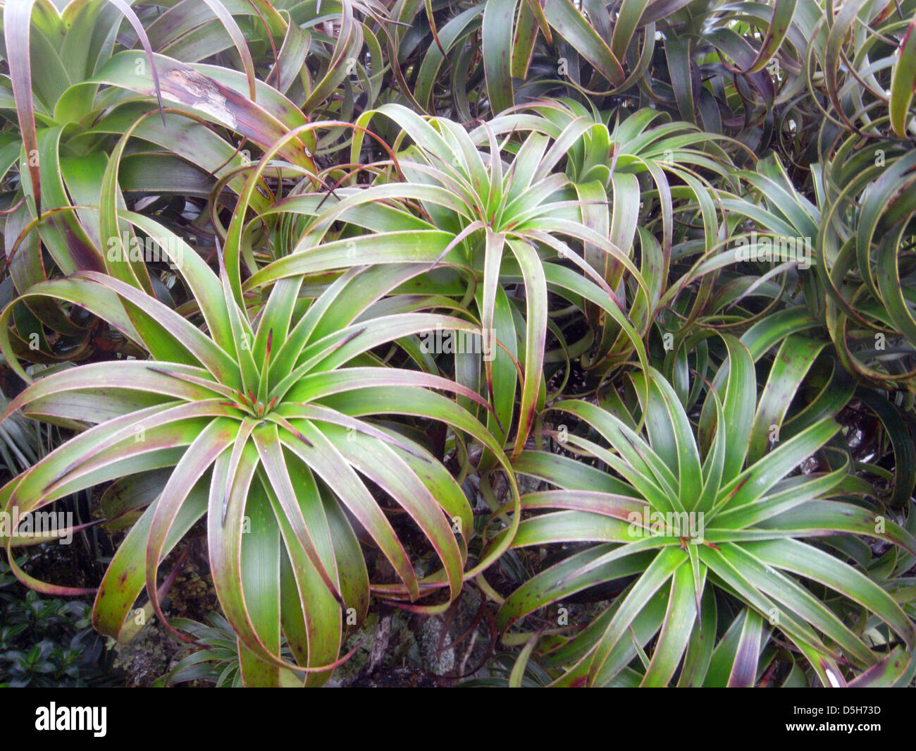 Dracophyllum fitzgeraldii, un miembro de la familia de pandanus endémica de la isla de Lord Howe, en la cumbre del monte Gower, Australia Foto de stock