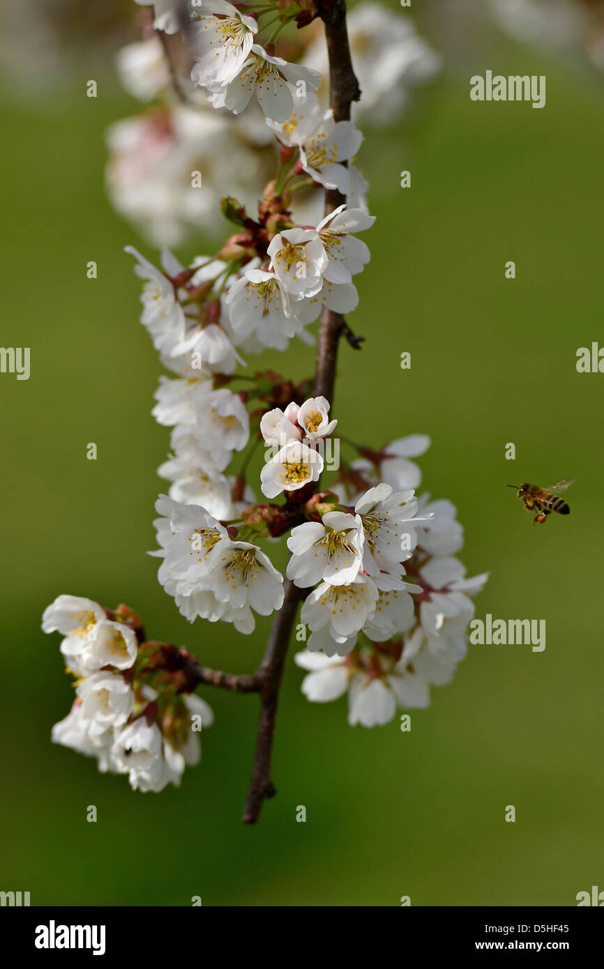 Flor y las abejas sobre un fondo verde Foto de stock