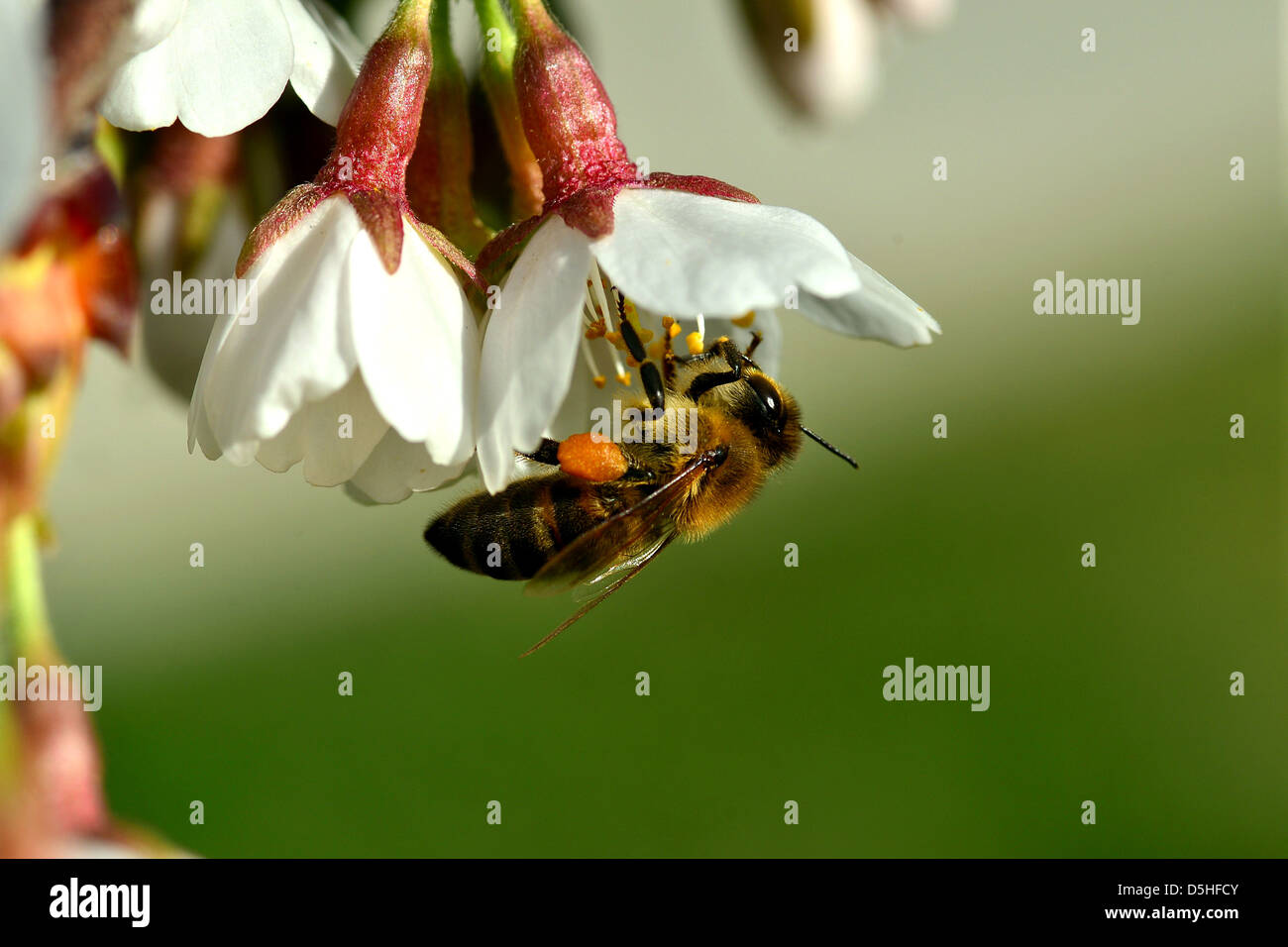 Flor y las abejas sobre un fondo verde Foto de stock