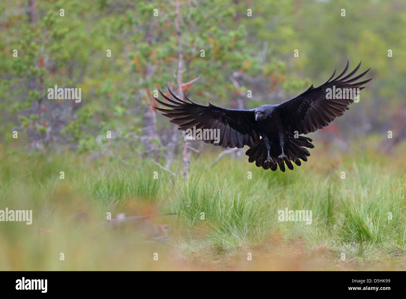 El Cuervo (Corvus corax) en bosques de ciénaga, Europa Foto de stock