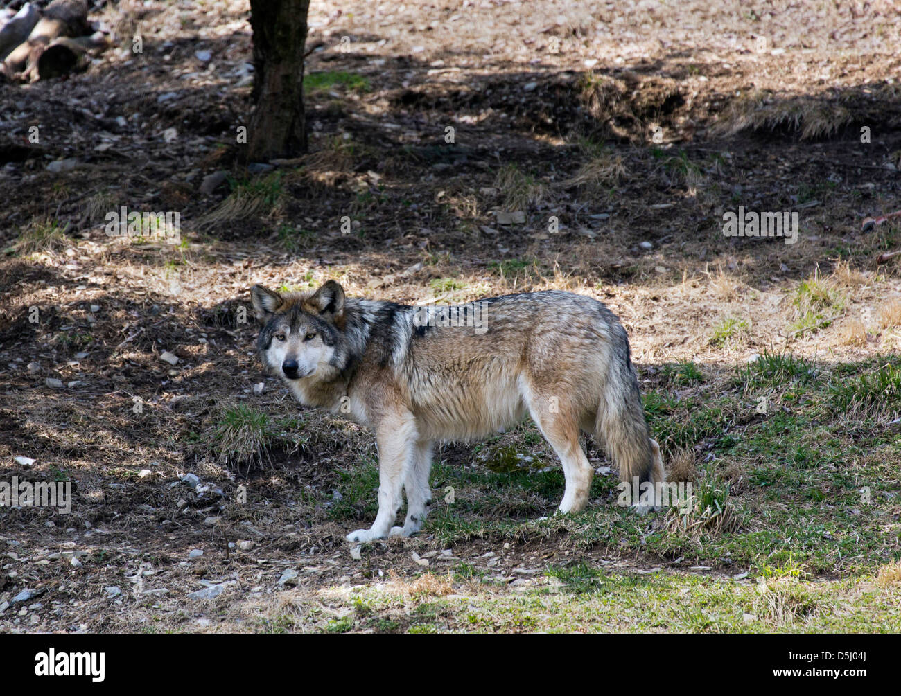 Lobo gris mexicano el lobo Canis lupus baileyi Fotografía de stock Alamy