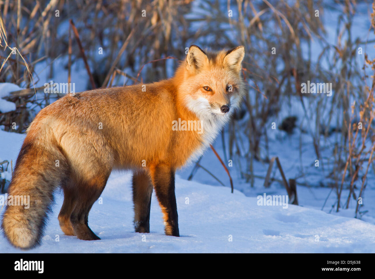Excelente cazador de zorro rojo macho en invierno canadiense. Foto de stock