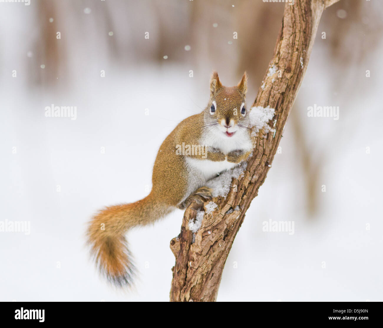 Gracioso ardilla roja de América del Norte en invierno Foto de stock