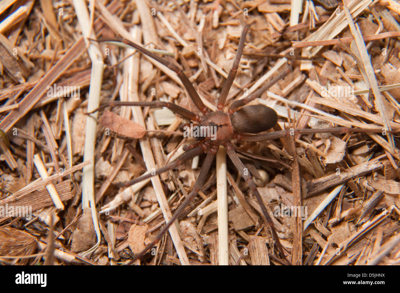 Primer plano de la imagen de una reclusa parda, Loxosceles reclusa, una araña venenosa camuflado en invierno seco césped Foto de stock