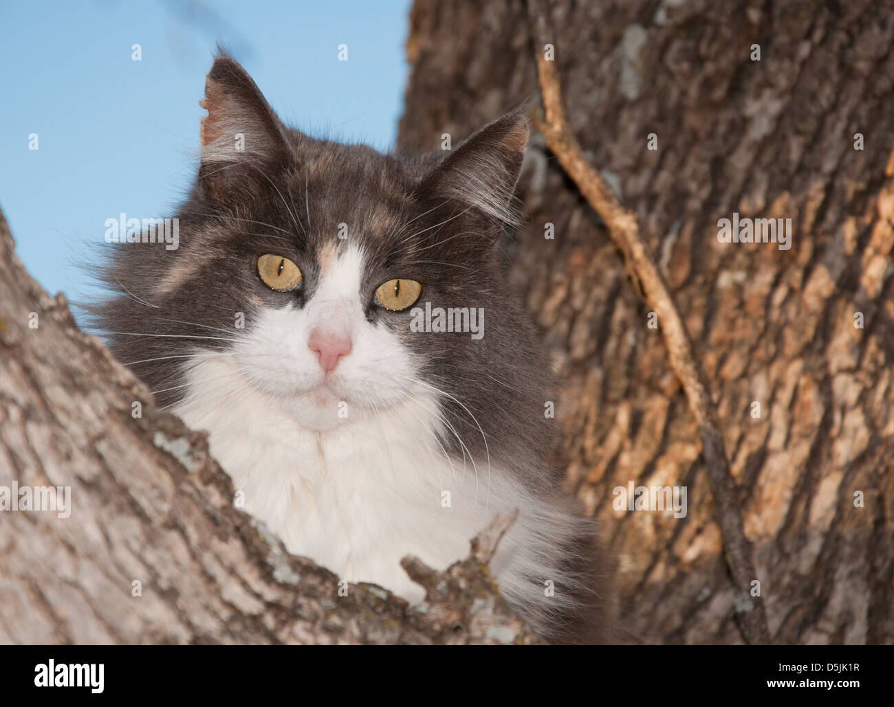 Azul, crema y blanco gato negro diluido en un árbol, mirando el visor Foto de stock