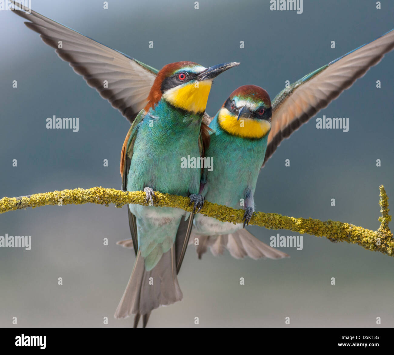 Abeja europea eaters , Merops apiaster Foto de stock