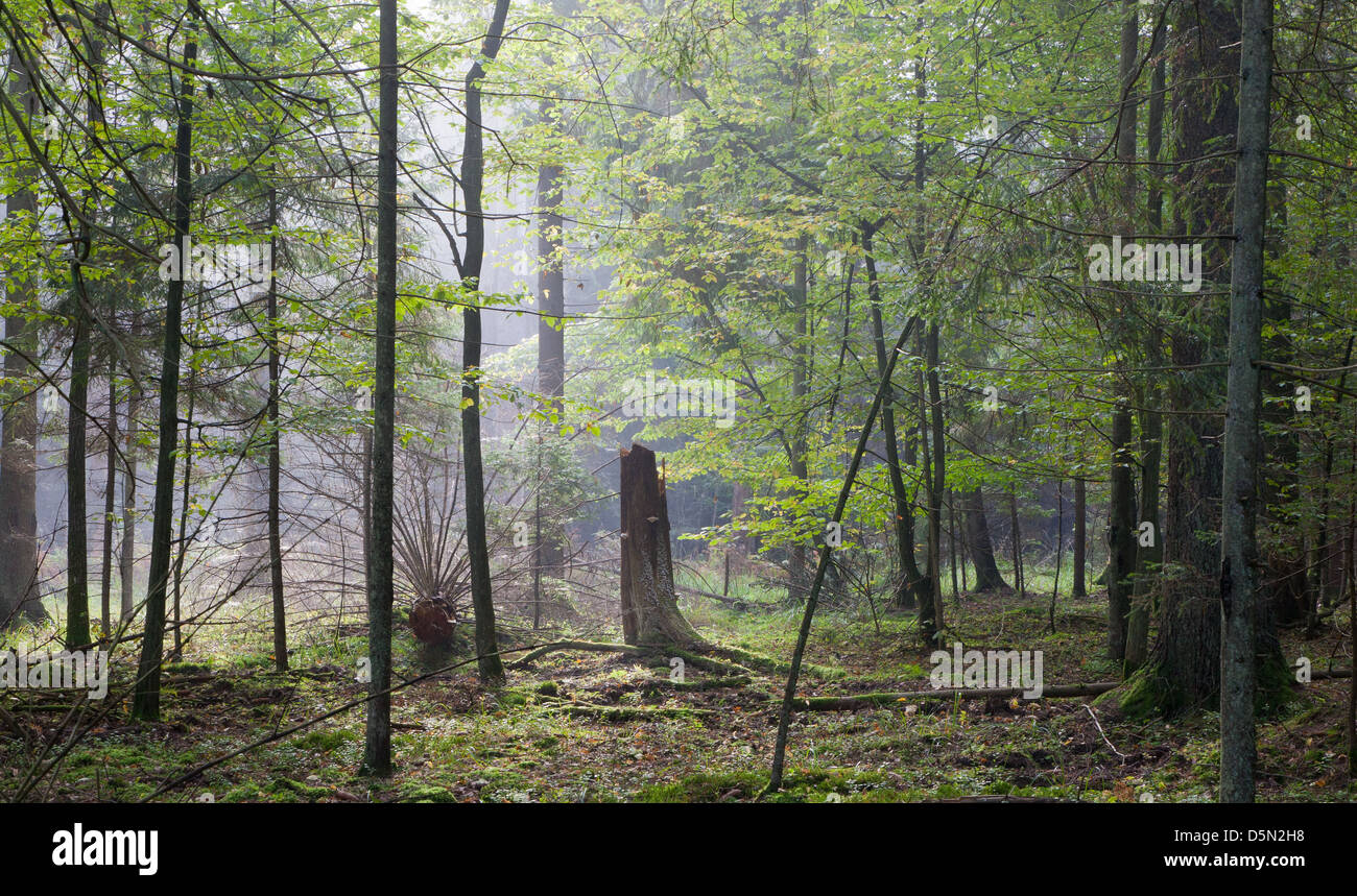 Amanecer otoñal en el húmedo bosque de Bialowieza stand deciduo con la niebla y la luz que entra rico stand caducifolias Foto de stock