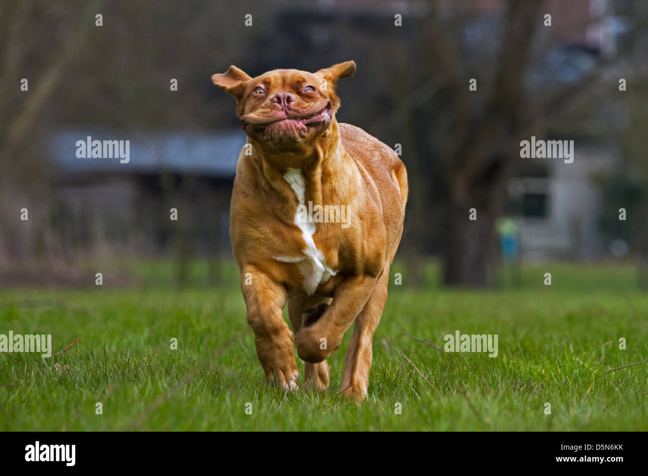 Dogo de Burdeos / Francés / Bordeauxdog mastín, perro corriendo en el jardín tirando funny faces Foto de stock