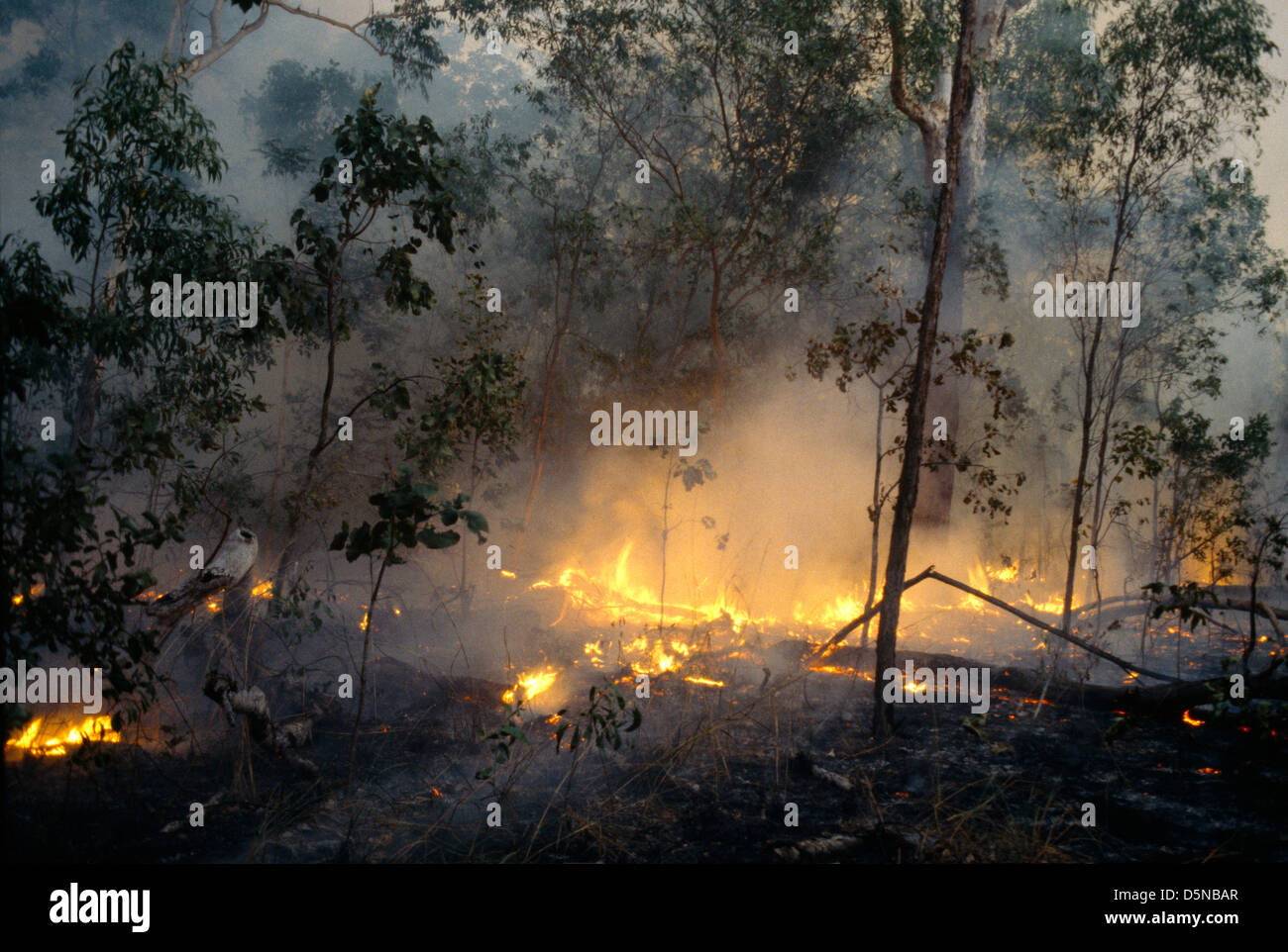 Territorio del Norte de Australia Parque Nacional Península de Cobourg Gurig Incendios Foto de stock