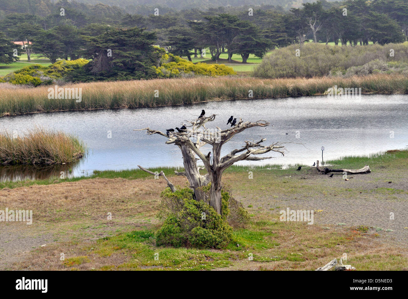 Cuervos en árbol muerto, la Laguna Salada Lago, Pacifica, California, EE.UU. Foto de stock