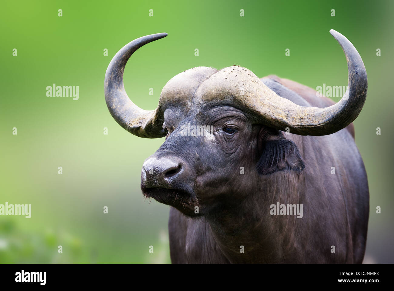El búfalo africano retrato; Syncerus caffer; Sudáfrica Foto de stock
