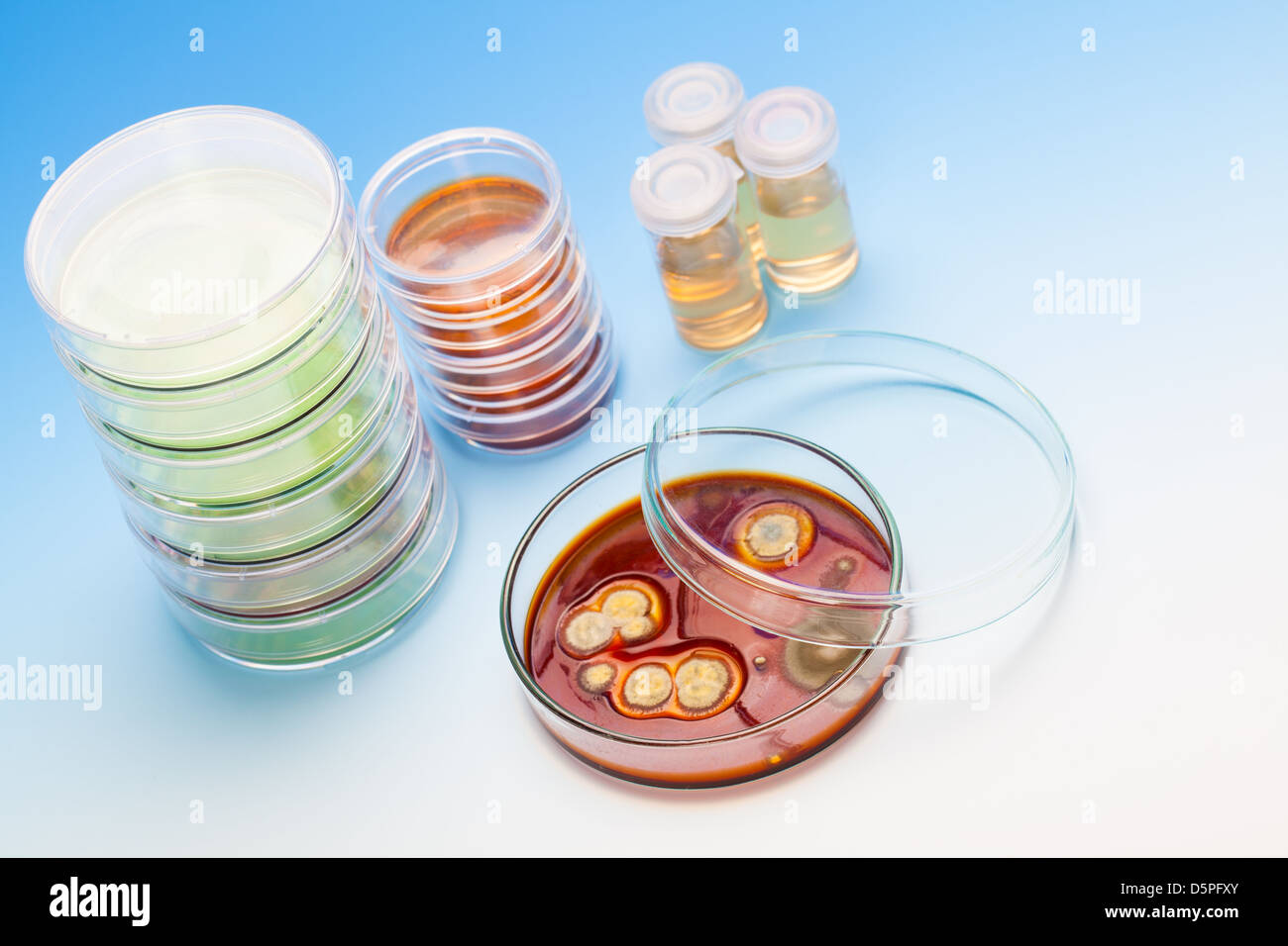 Placa de Petri con colonias de microorganismos Foto de stock