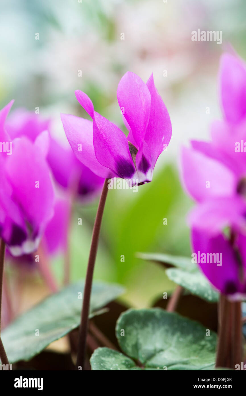 Flor violeta persa fotografías e imágenes de alta resolución - Alamy