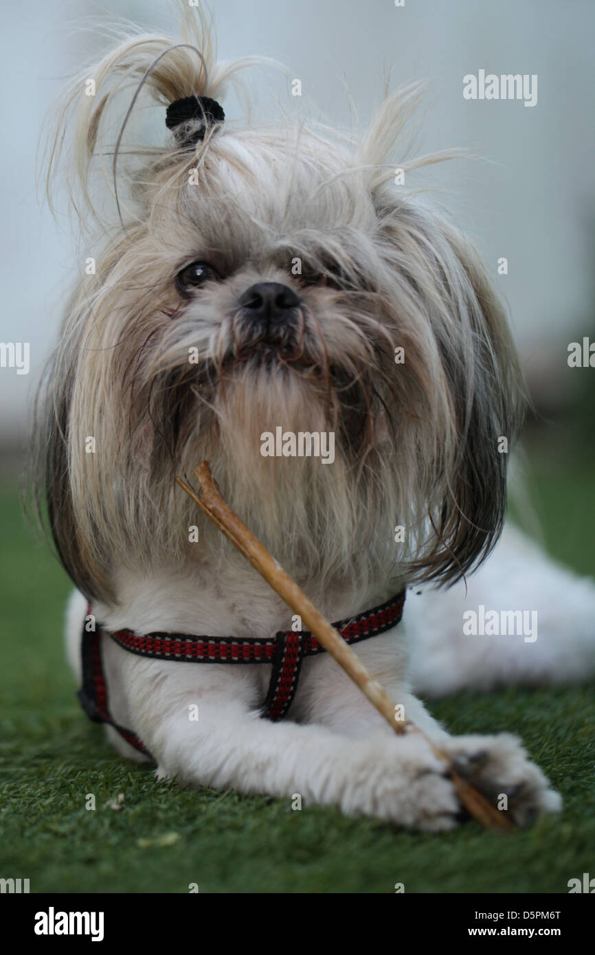 Perro de pedigrí - Shih Tzu (también escrito como shih-tsu literalmente "Perro  León"), una raza de perro de compañía pequeño Fotografía de stock - Alamy