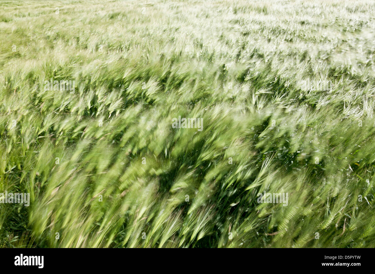 Hermoso fondo borroso de movimiento, campo de trigo en el viento de verano Foto de stock