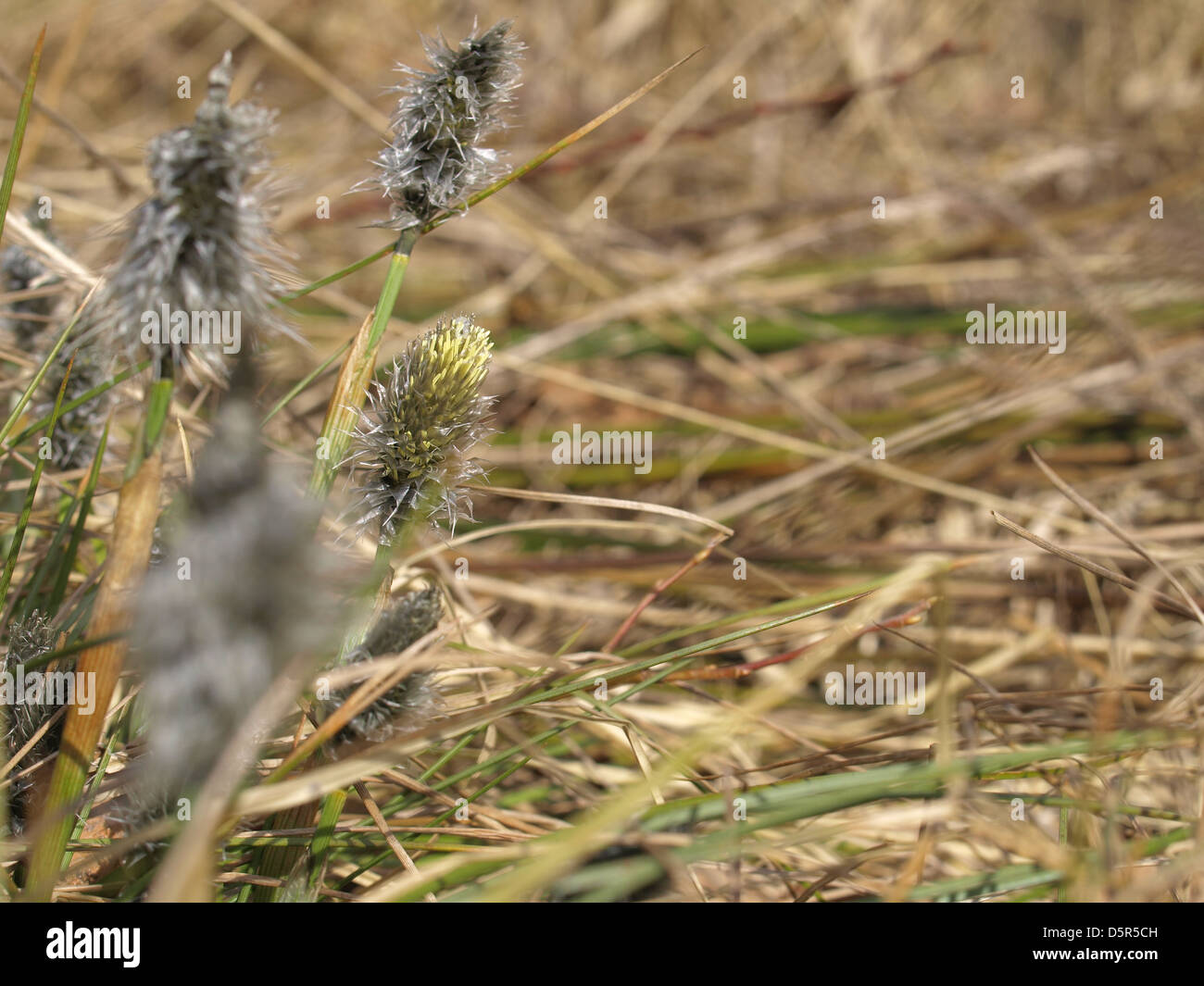 Florescence desde cola de Liebre / Eriophorum vaginatum césped de Algodón / Scheiden-Wollgras Foto de stock