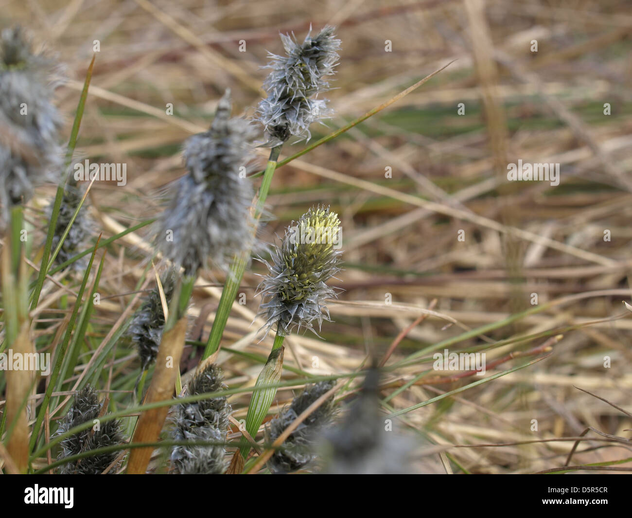 Florescence desde cola de Liebre / Eriophorum vaginatum césped de Algodón / Scheiden-Wollgras Foto de stock
