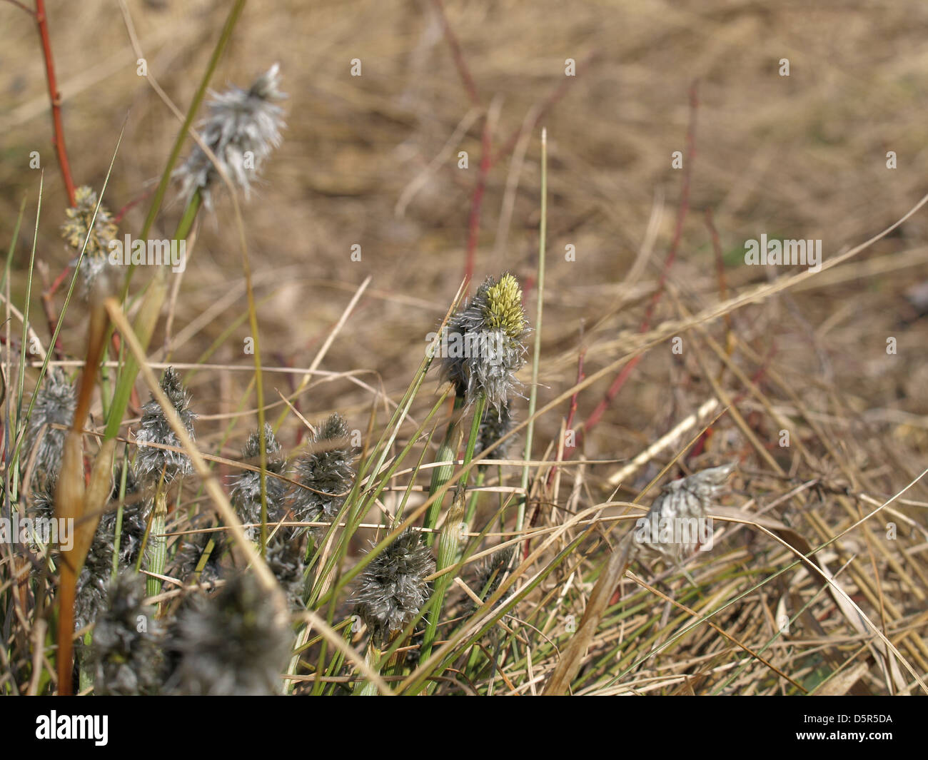 Florescence desde cola de Liebre / Eriophorum vaginatum césped de Algodón / Scheiden-Wollgras Foto de stock
