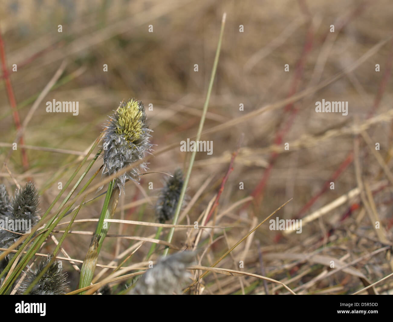 Florescence desde cola de Liebre / Eriophorum vaginatum césped de Algodón / Scheiden-Wollgras Foto de stock