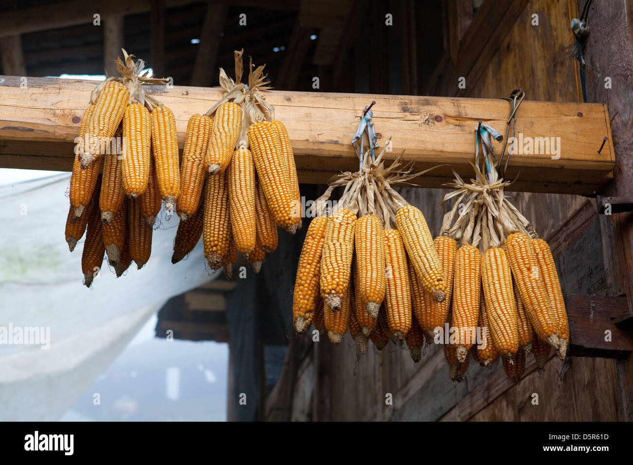 El maíz dulce, largo-ji terrazas de arroz, Ping-An, China Foto de stock