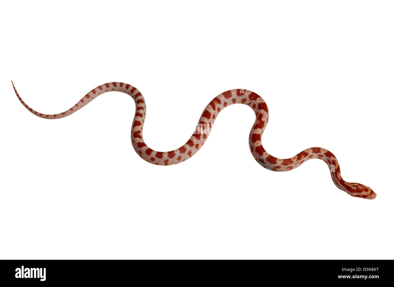 Snake aislado sobre fondo blanco. Foto de stock