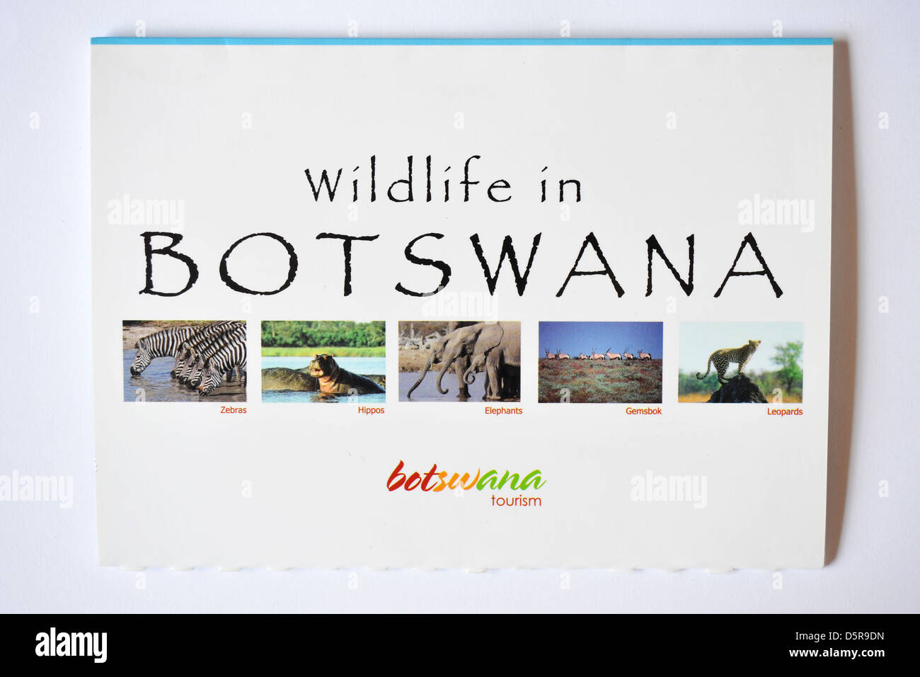 Imágenes de vida silvestre de Botswana postales. Foto de stock