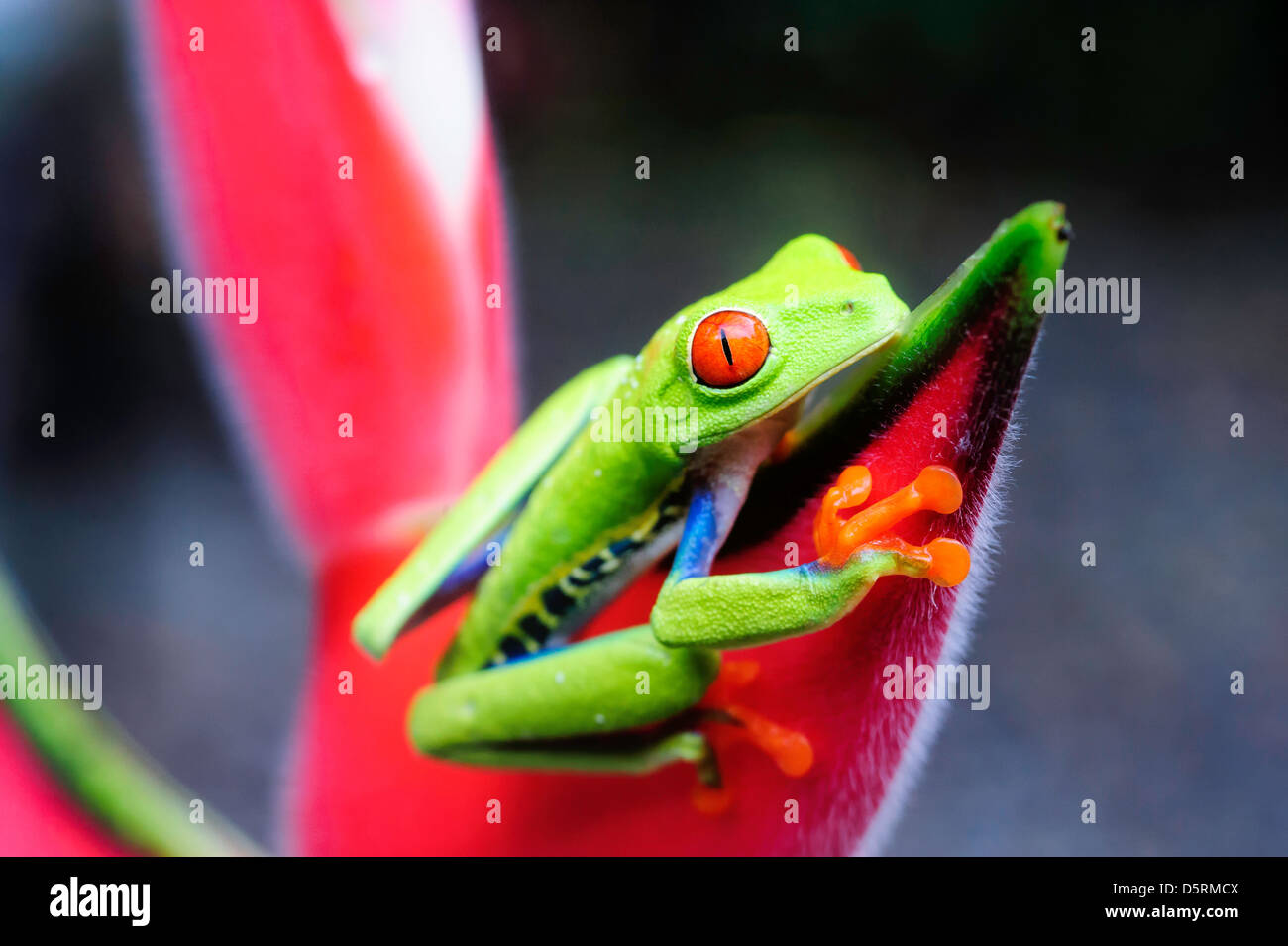 Una red-eyed Tree Frog en una flor de heliconia en Costa Rica. Foto de stock