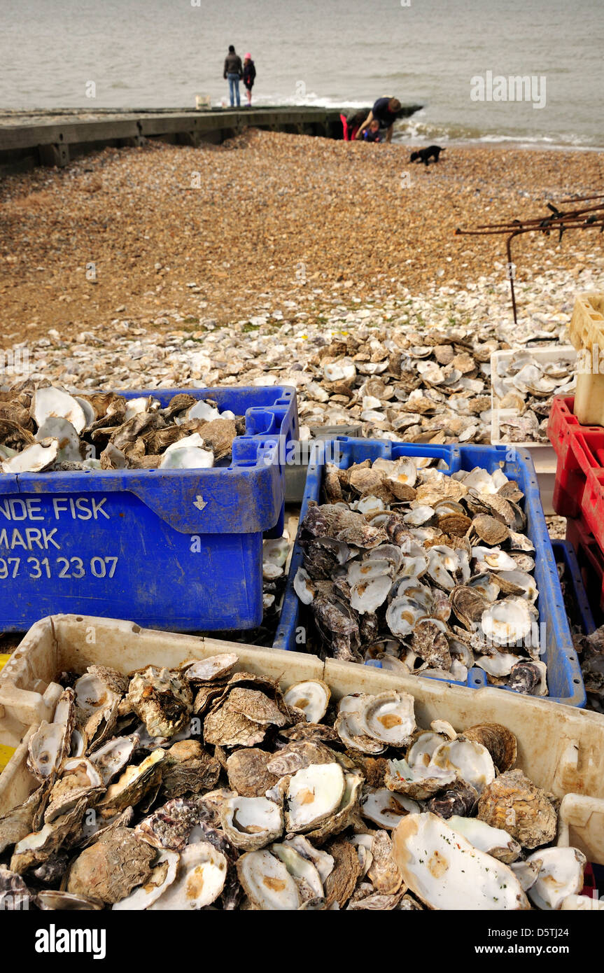 La Ostra plana europea, Colchester ostra nativa, barro, comestible ostra  ostra (Ostrea edulis), conchas en la playa, Alemania Fotografía de stock -  Alamy