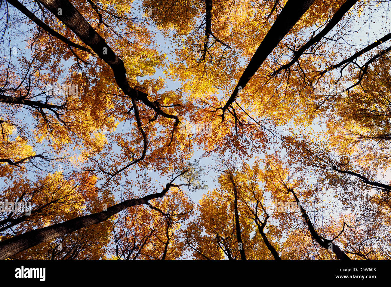 Combinar árboles hacia el cielo de Skyline Drive,otoño los árboles miran hacia el cielo azul, los árboles de dosel de árboles, bosques, bosque, círculo de árboles,otoño, Foto de stock