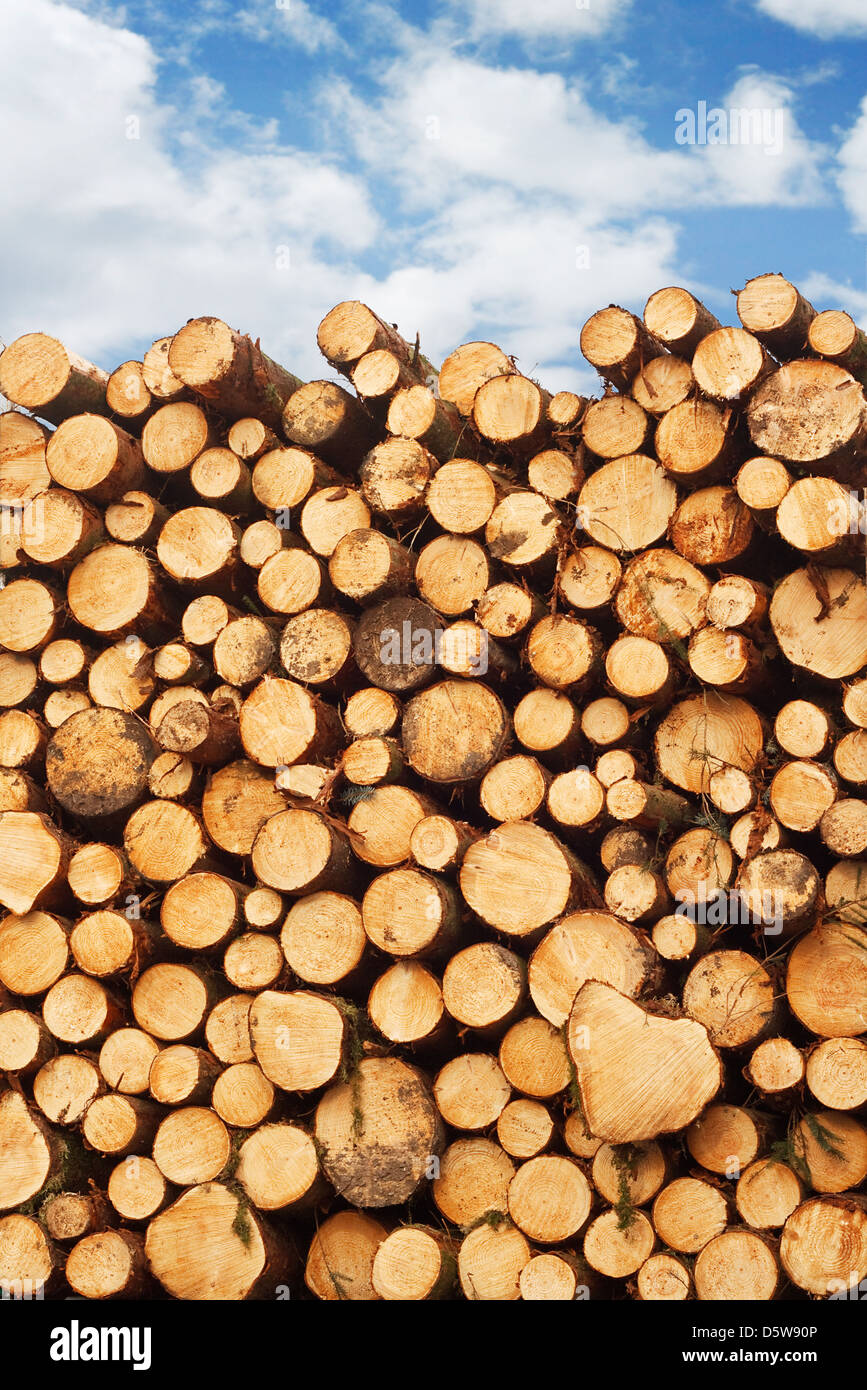 Woodpile de madera recién cortada apiladas en la parte trasera de un camión para la industria maderera Foto de stock