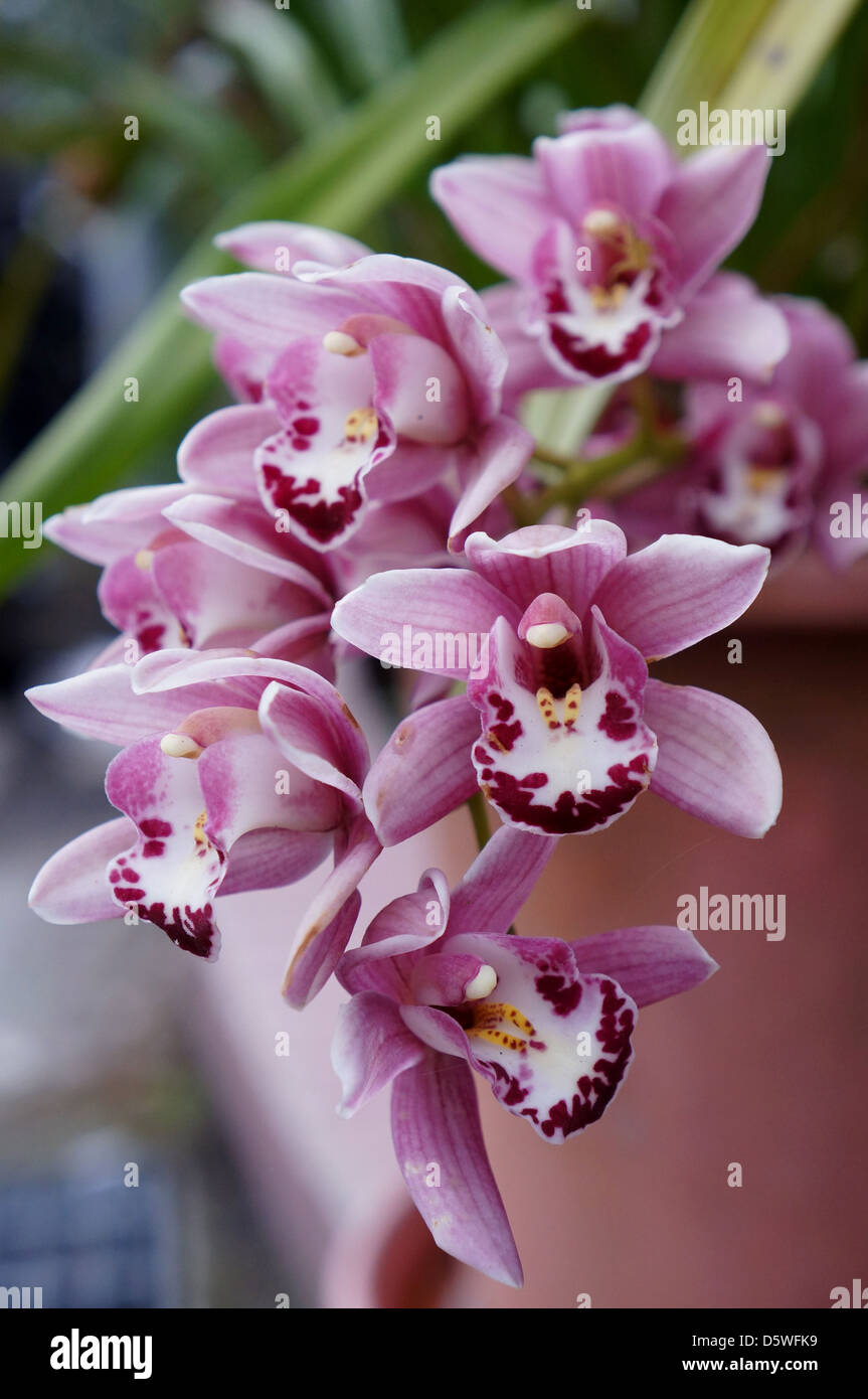 Orquídea Foto de stock