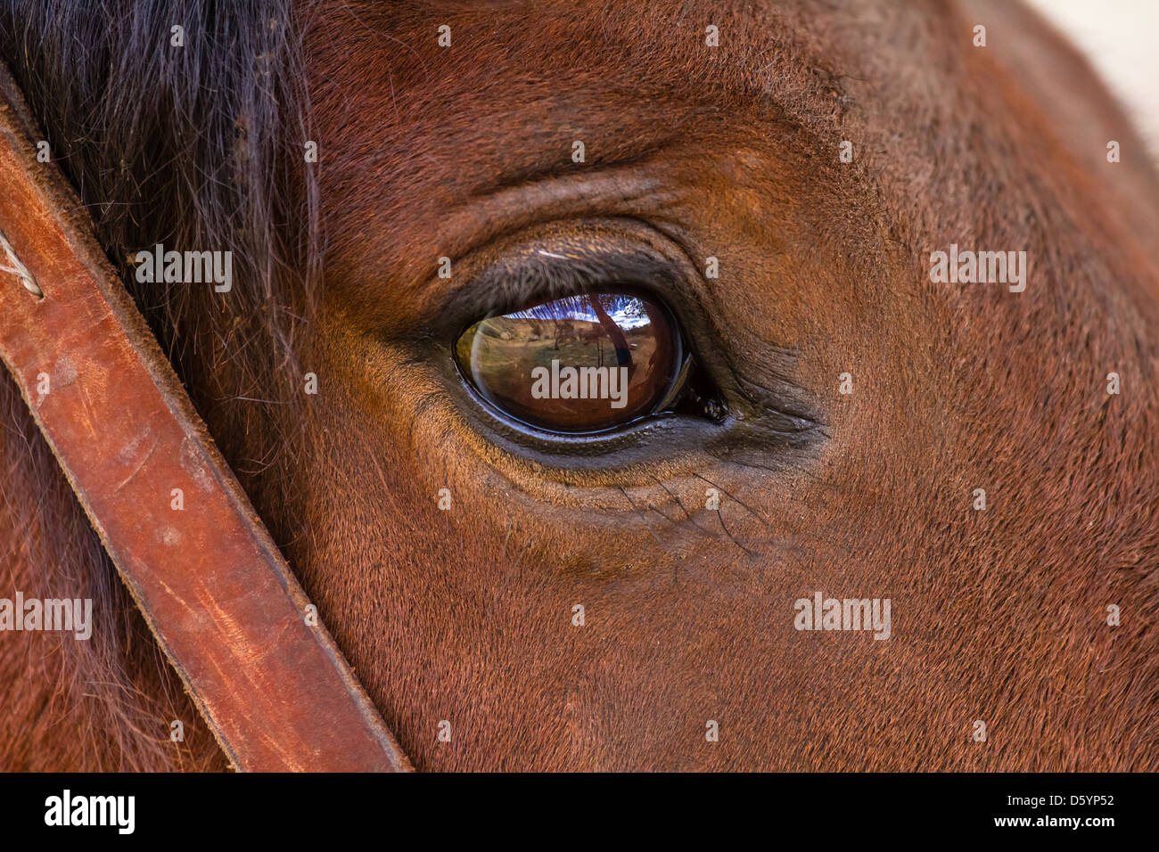 Los Ojos Del Caballo Con Rancho Y Cielo Azul Reflejo Patagonia America Del Sur Fotografia De Stock Alamy