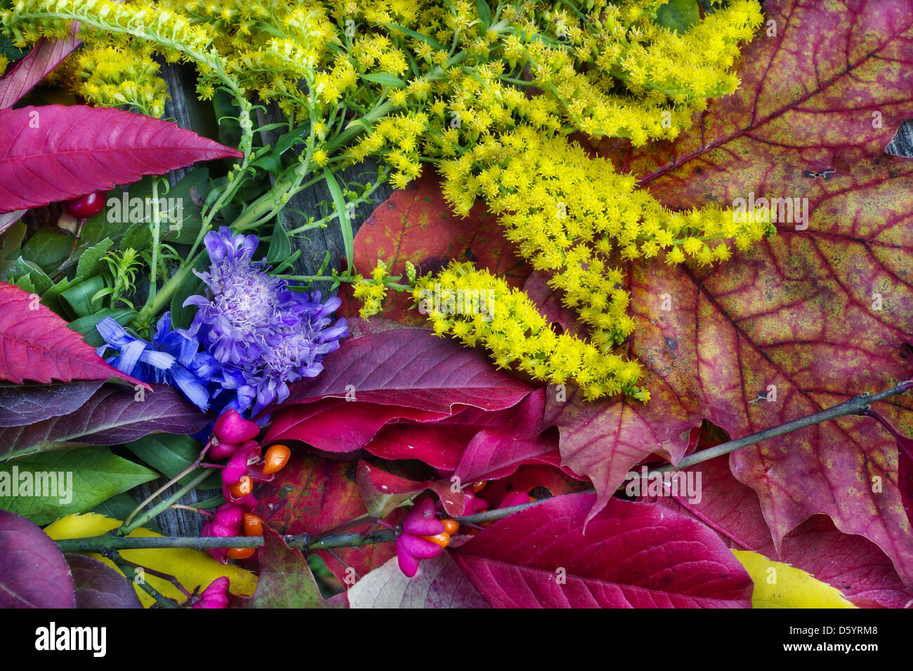 colores del otoño Foto de stock