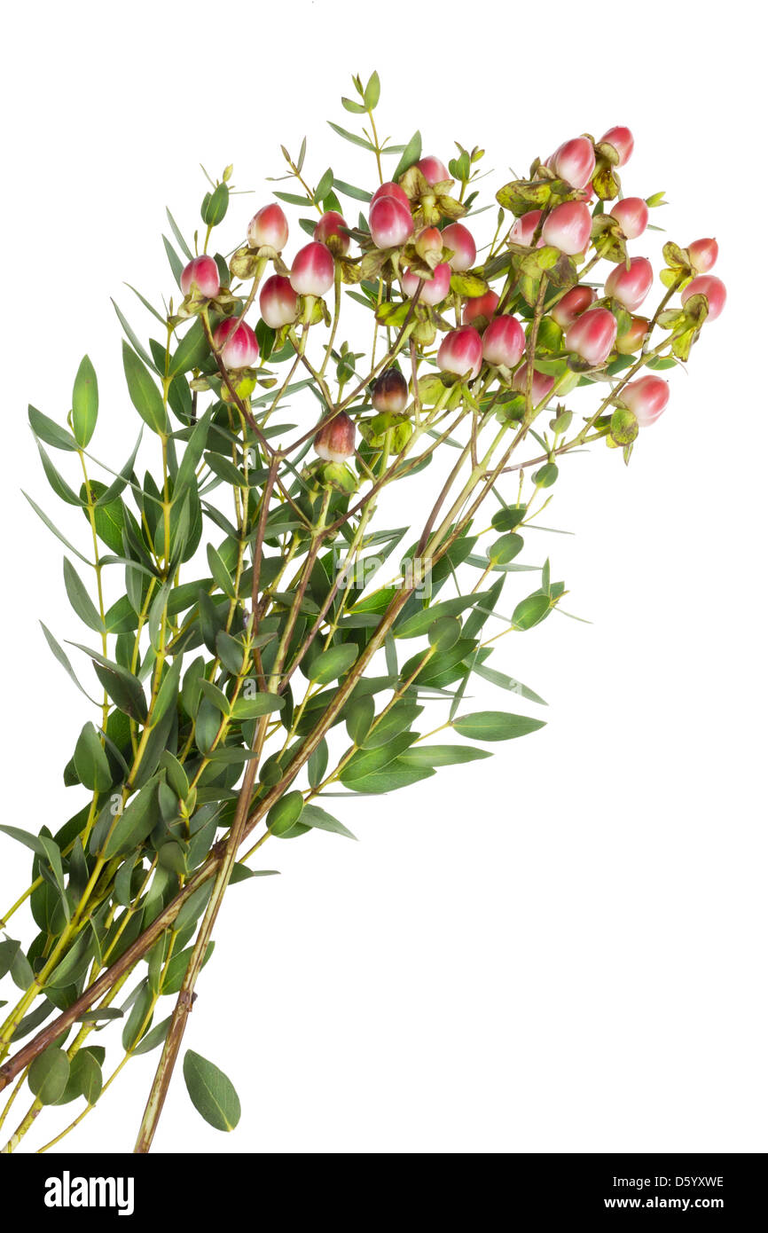 Planta ornamental con yemas rojo Foto de stock