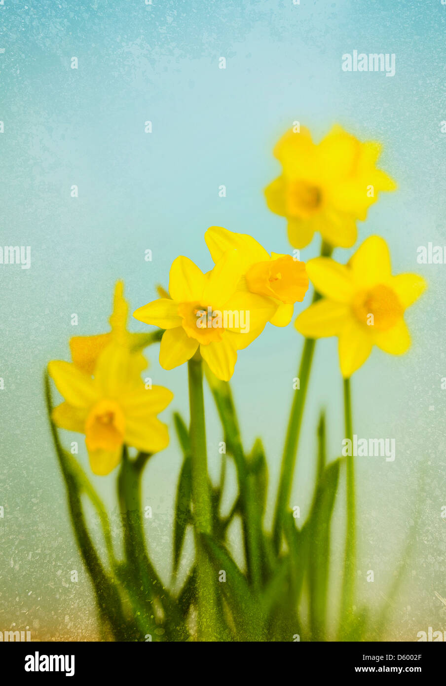 Vintage Narcisos amarillos. Las flores de la primavera. Foto de stock