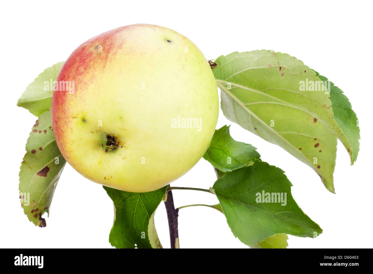 Amarillo rojo manzana ecológica en rama Foto de stock