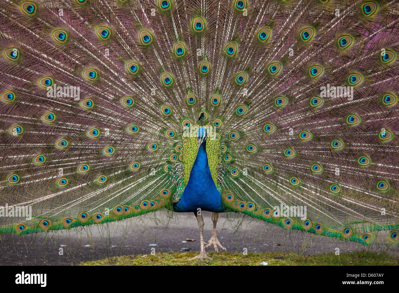 Fondo de pavo real fotografías e imágenes de alta resolución - Alamy