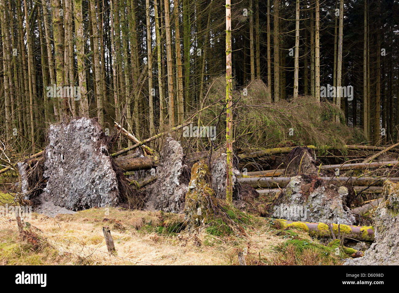 Arrancaron árboles caídos en el borde del bosque, Wales, REINO UNIDO Foto de stock