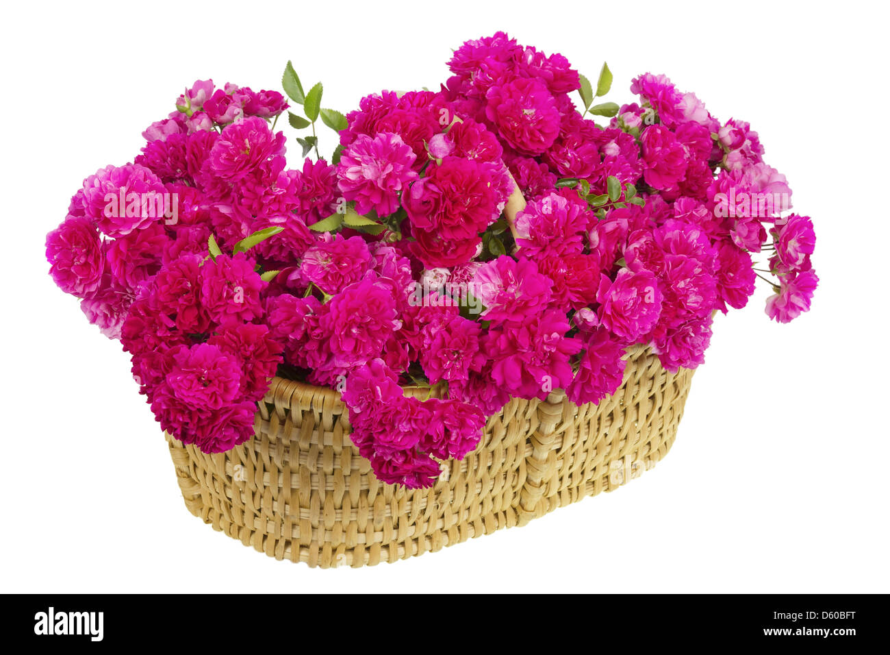 Cesta grande con un enorme ramo de rosas rosas Foto de stock