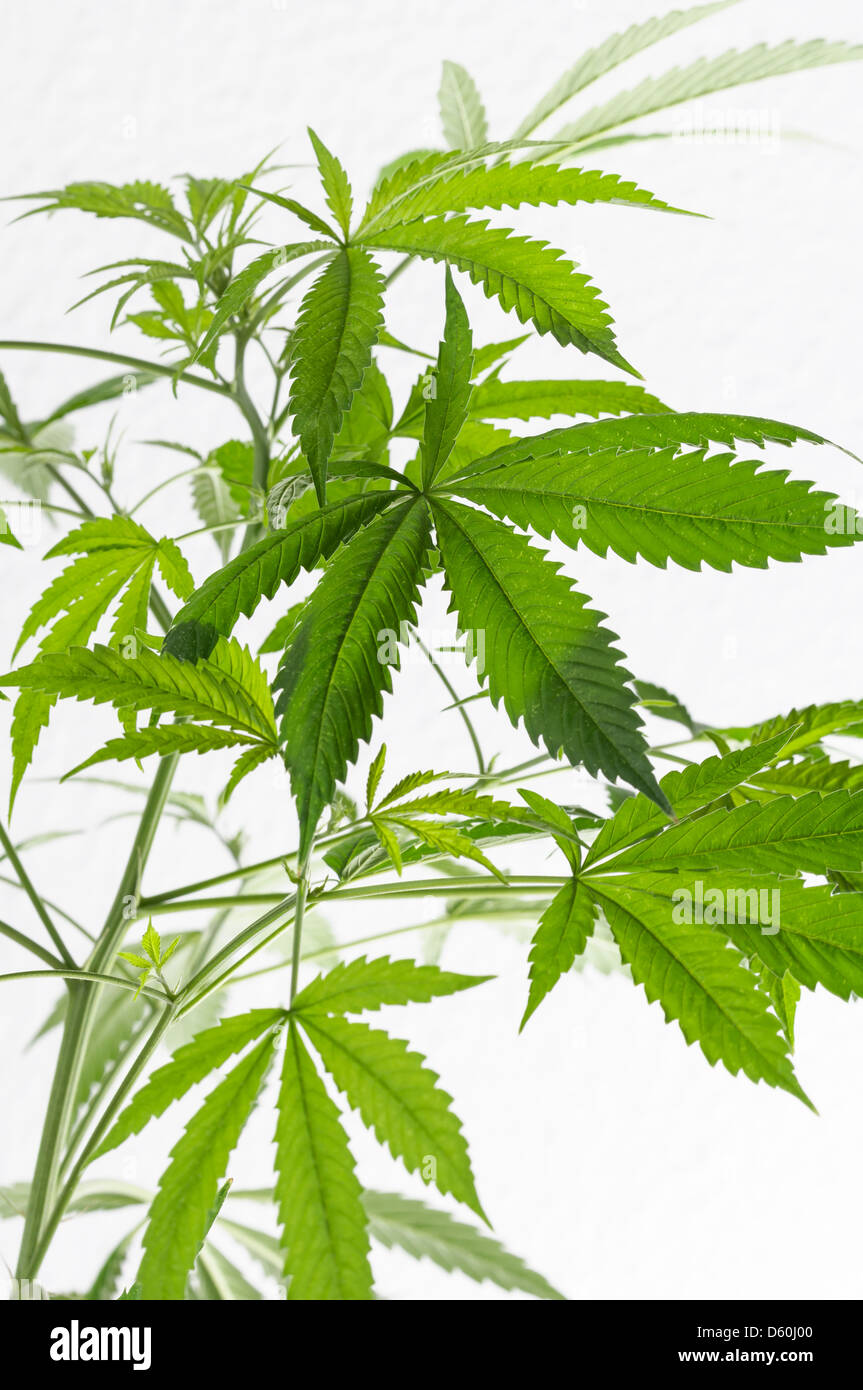 Planta de marihuana fotografías e imágenes de alta resolución - Alamy