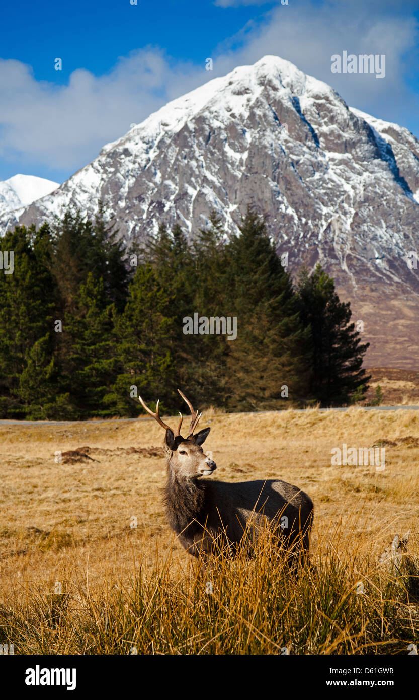 Joven Ciervo ciervo, Highlands escocesas Foto de stock