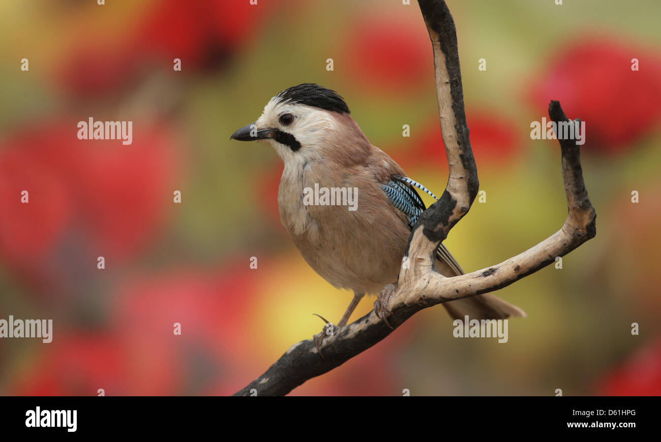 Jay euroasiático (Garrulus glandarius) Foto de stock