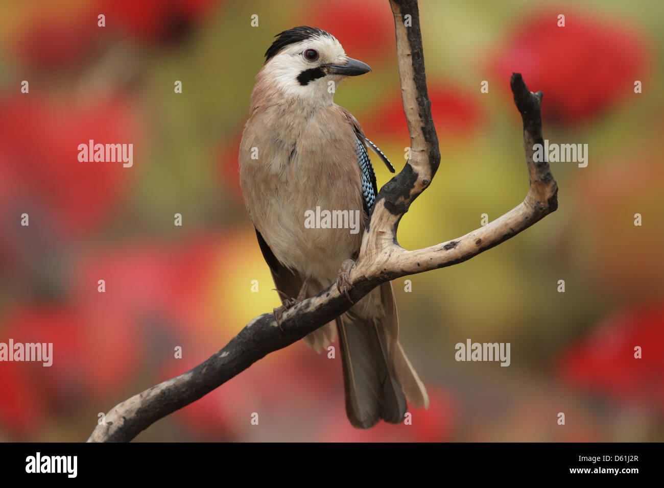 Jay euroasiático (Garrulus glandarius) Foto de stock