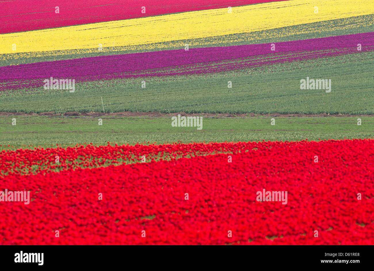 Los tulipanes florecen en un campo de cultivo especial en compañía Degenhardt Schwaneberg, Alemania, el 30 de abril de 2012. Los tulipanes son plantados por sus lámparas. Foto: JENS WOLF Foto de stock