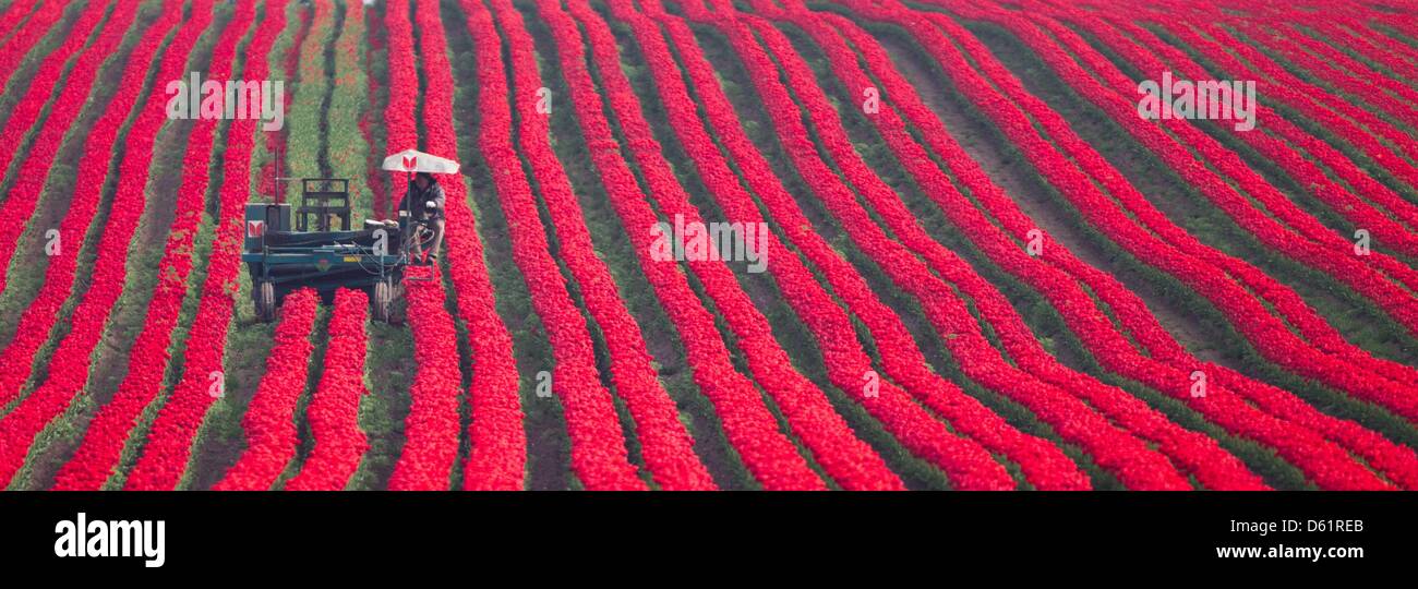 Un trabajador corta las flores de tulipanes en un campo de cultivo especial en compañía Degenhardt Schwaneberg, Alemania, el 30 de abril de 2012. Los tulipanes son plantados por sus lámparas. Foto: JENS WOLF Foto de stock