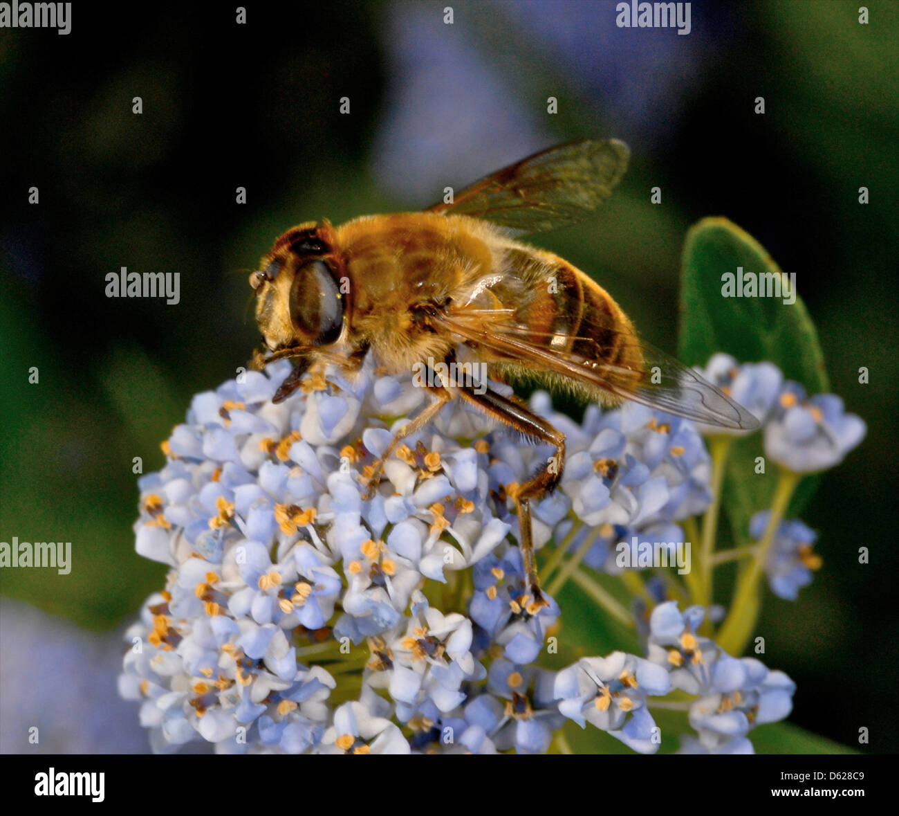 La abeja de miel de abeja de miel de abeja occidental de abejas (Apis mellifera) que recolectan néctar y polen Foto de stock